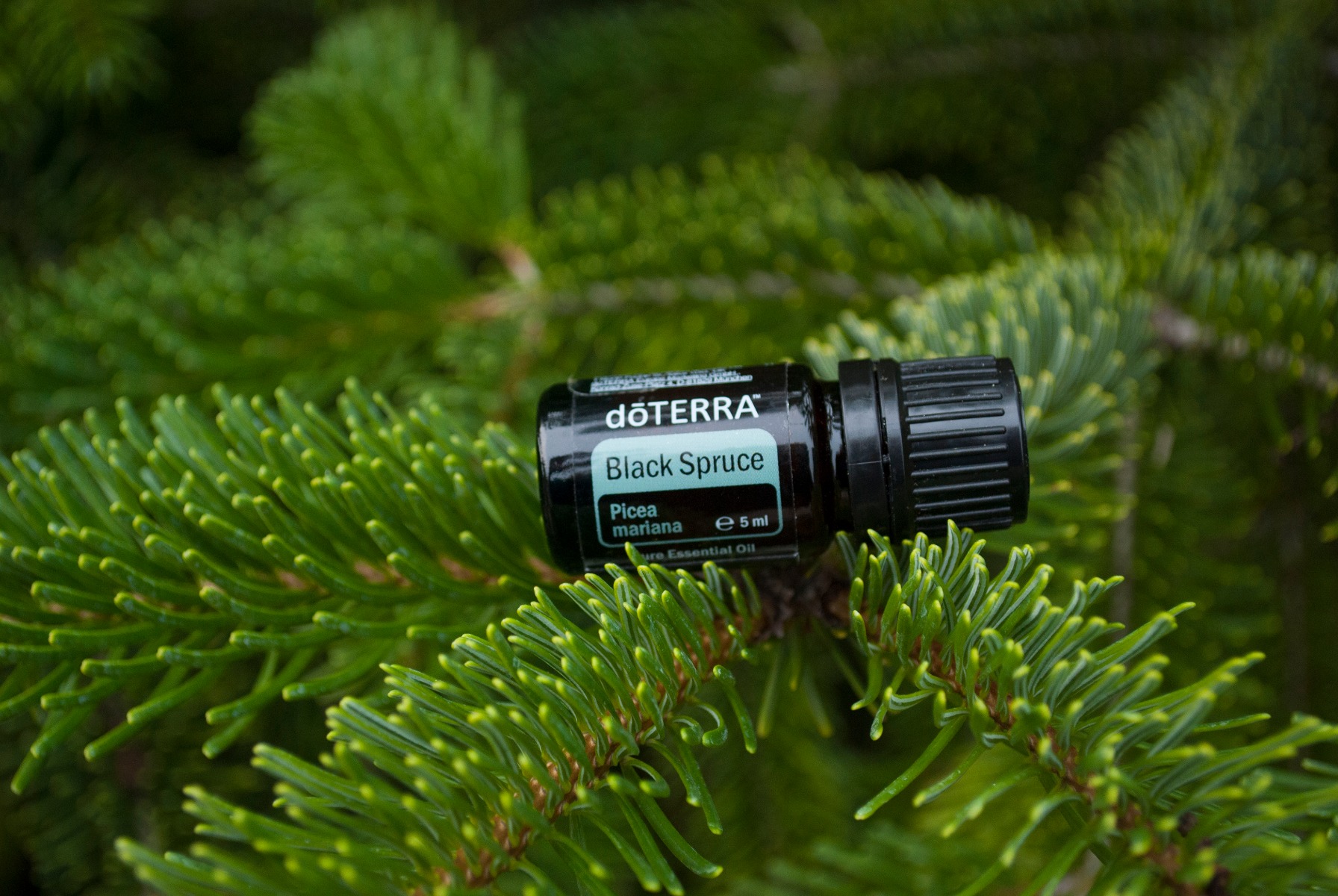 Molid Negru - Ulei Esențial Pur - grad terapeutic 1 molid negru doterra