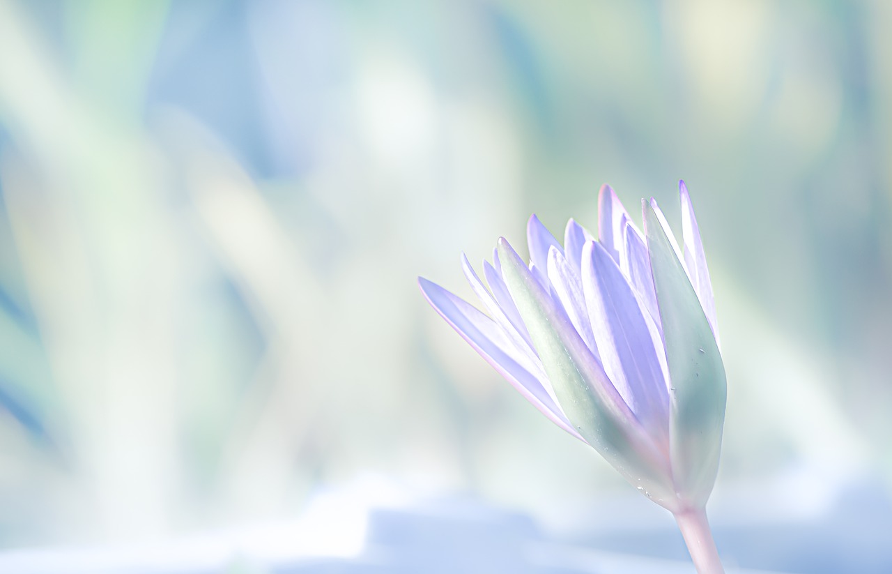 Descopera scopul vietii tale in doar 3 pași 32 water lily g46a51d039 1280