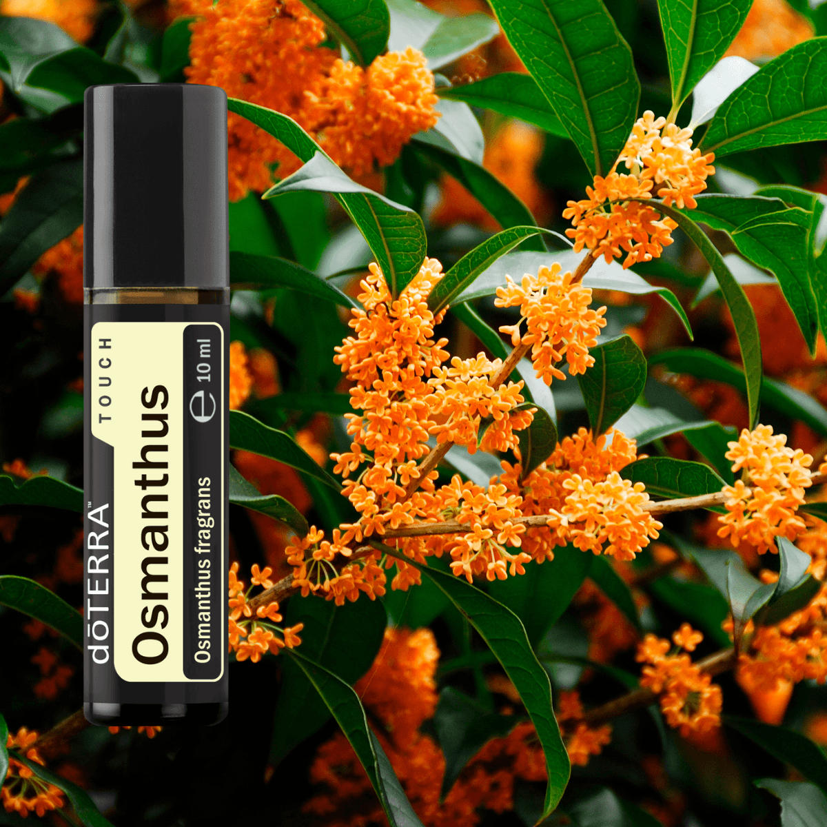 Osmanthus Touch 1 2
