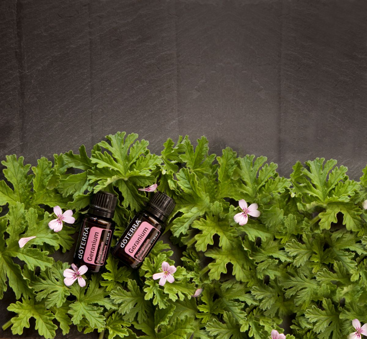 Mușcată / Geranium - Ulei Esențial Pur - grad terapeutic 1 muscata geranium 15 ml 1