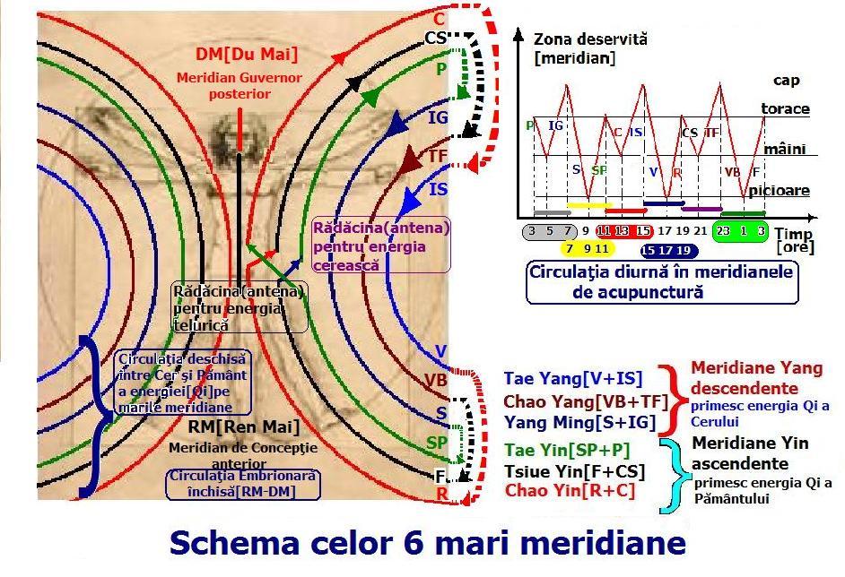 Meridianele energetice si importanta lor in sanatatea individului 33 meridiane energetice