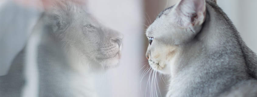 increderea in sine 2 modalitati de crestere rapida 2