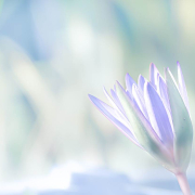 descopera scopul vietii tale in doar 3 pasi