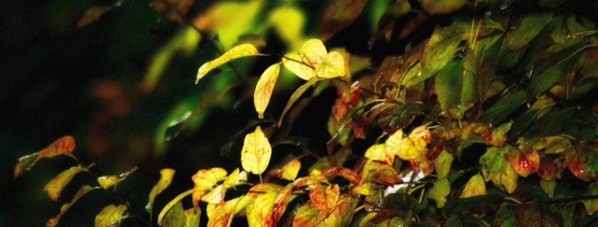 intampinarea toamnei ritualuri de echinoctiu si reinnoire 2