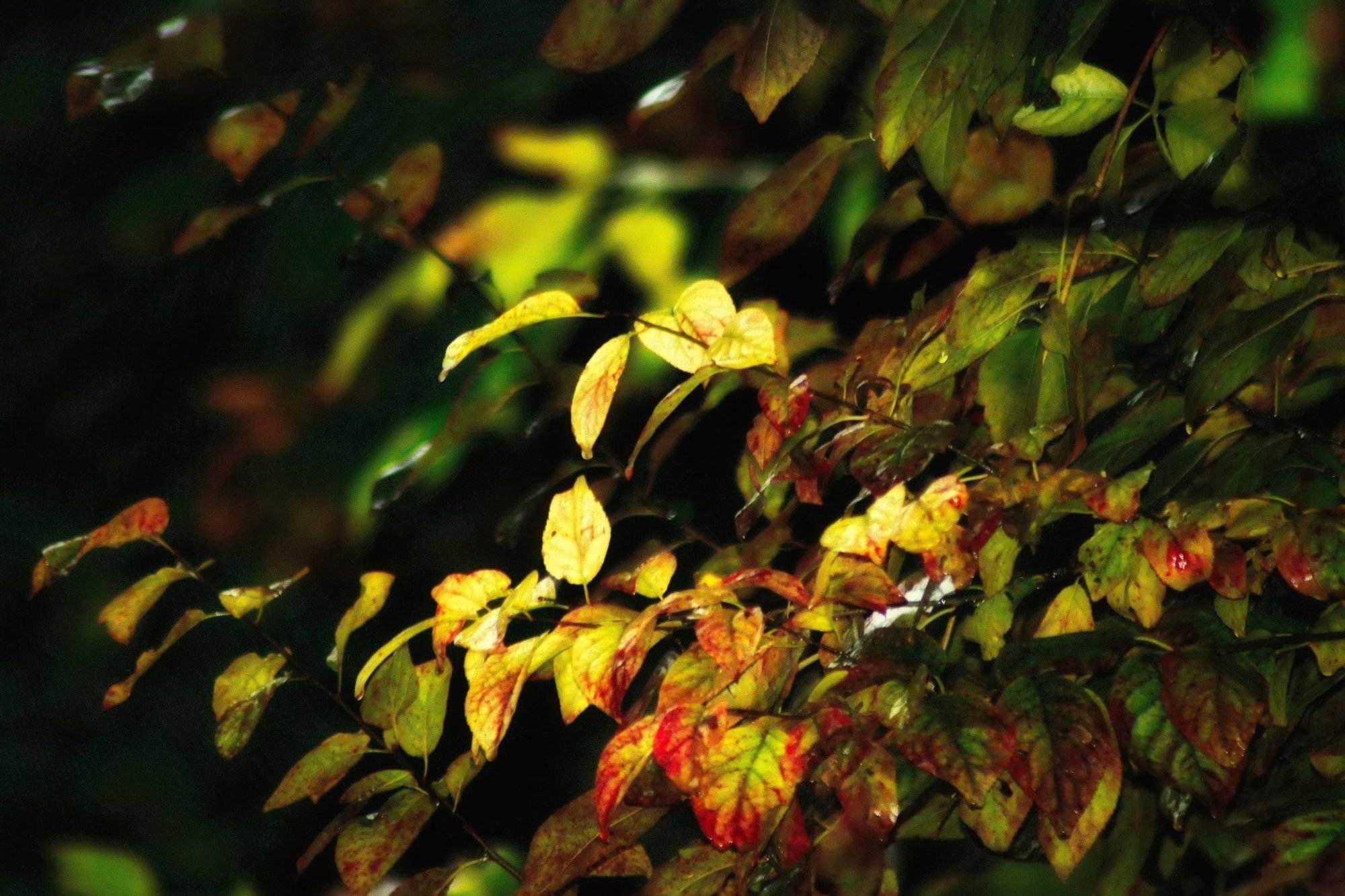 Întâmpinarea Toamnei: Ritualuri de Echinocțiu și Reînnoire 1 intampinarea toamnei ritualuri de echinoctiu si reinnoire 2