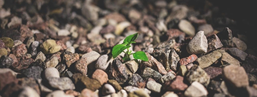 cum sa dezvolti perseverenta